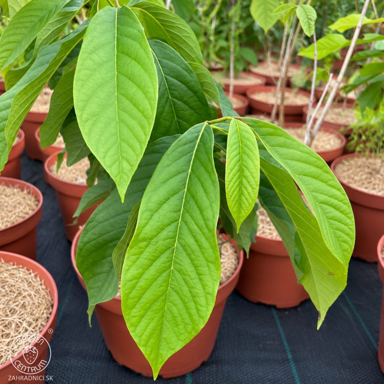 Obrázok Asimina trojlaločná - Banán severu PAW PAW (Asimina triloba) - výška 40-60 cm, kont. C3L